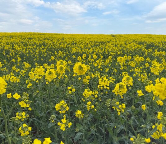 Creating and Exporting Excel Files in Oracle EPM Using Groovy Scripts